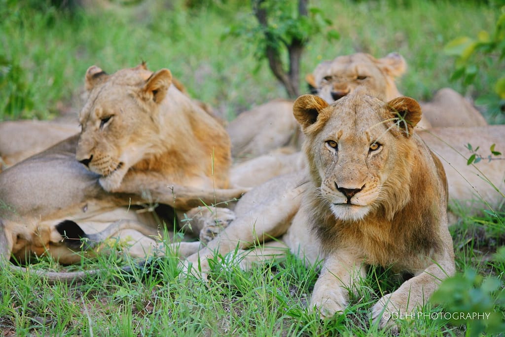 Lions in Kruger Park