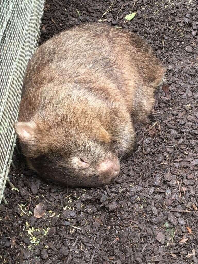 Wombat