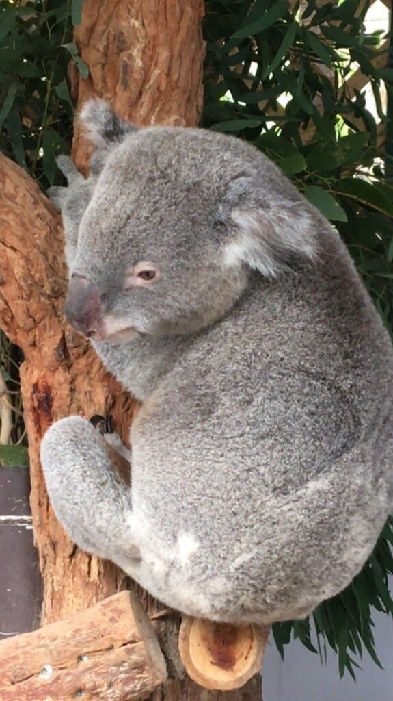 Koala
